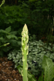 Asparagus officinalis RCP5-10 057.jpg